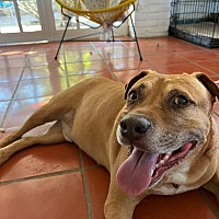 adopt a pet