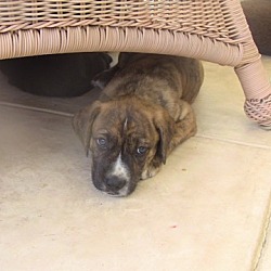 Thumbnail photo of Brin - foster or adopter #2