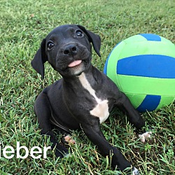 Thumbnail photo of Bieber-1 of 11 pups #1