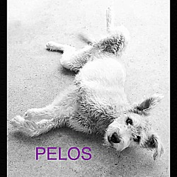 Photo of Pelos