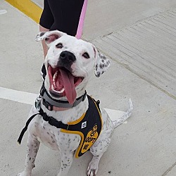 blue angel weimaraner rescue