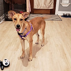 Photo of Celine (fostered in TX)