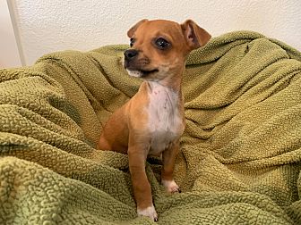 dog blanket petsmart