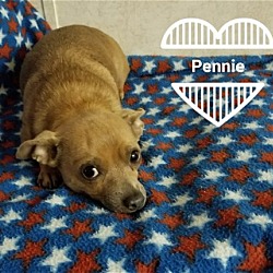 Thumbnail photo of Pennie #3