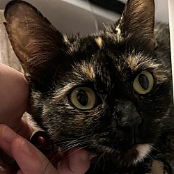 Photo of Cayenne (mcas)