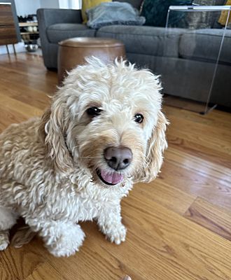 Saratoga Springs, NY - Goldendoodle. Meet Cooper a Pet for Adoption ...