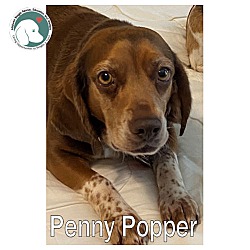 Photo of PENNY POPPER