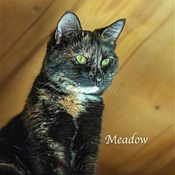 Thumbnail photo of Meadow #2