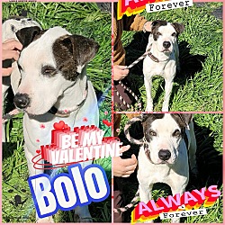 Thumbnail photo of Bolo #3