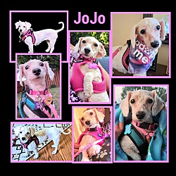 Thumbnail photo of JoJo #2