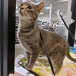 Thumbnail photo of Graycie #2