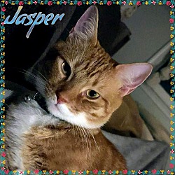 Thumbnail photo of Jasper #2