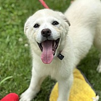 adopt a pet
