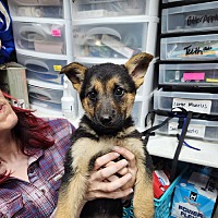 adopt a pet