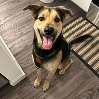 adopt a pet