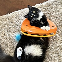 adopt a pet