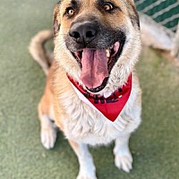 adopt a pet