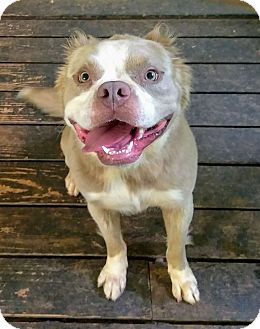 golden retriever mixed with bulldog