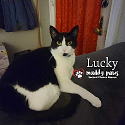 Photo of Lucky (Courtesy Post)