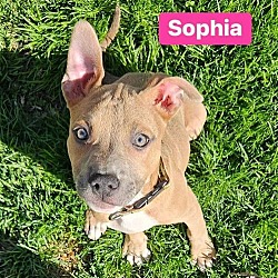 Photo of Sophia **Adoption Pending