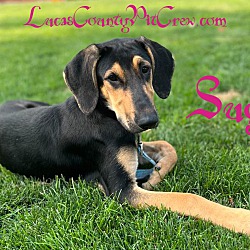 Photo of Sugar