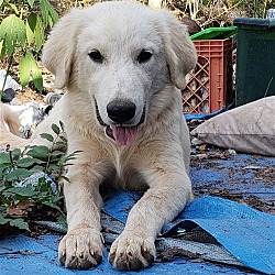 Thumbnail photo of Puppy Denny C. #1