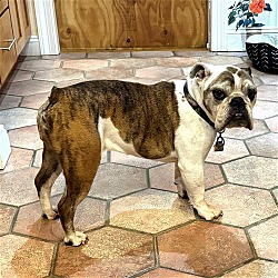 Photo of Penny Senior English Bulldog in Great Health