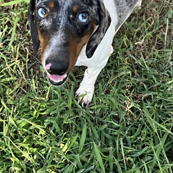 Photo of Dachshund Levi