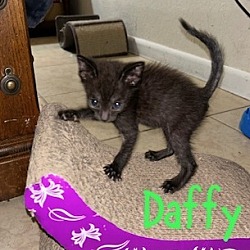 Thumbnail photo of Daffy #2