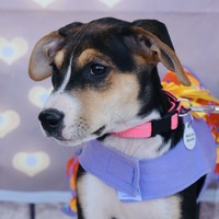 adopt-pet