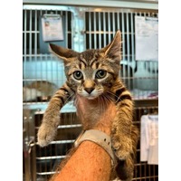 adopt-pet