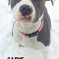 Thumbnail photo of SADIE--FABULOUS DOG! #1