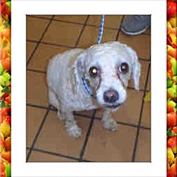 Thumbnail photo of Adopted!! Trixie - IL #2