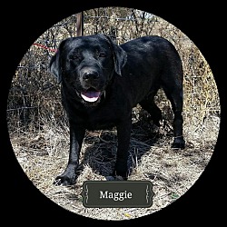 Thumbnail photo of Maggie**Medical Hold** #1