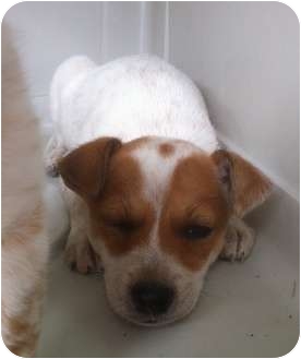 jack russell heeler mix puppies