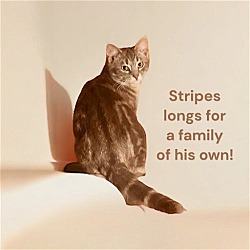 Thumbnail photo of Stripes #2