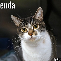 Thumbnail photo of Splenda #1