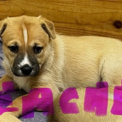 Thumbnail photo of Peaches- In a foster home #2