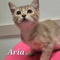 Thumbnail photo of Aria #3