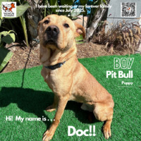 adopt a pet