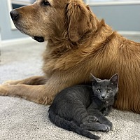 adopt a pet