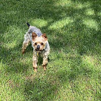adopt-pet