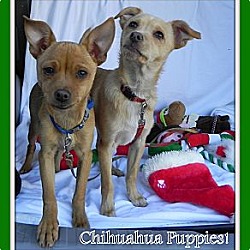 Photo of Chihuahua Pups