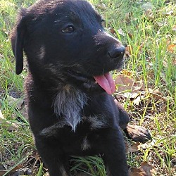 Thumbnail photo of Kricket (adoption pending) #2