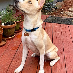 Photo of Ada (fostered in TX)