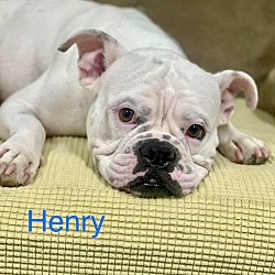 Thumbnail photo of HENRY #4