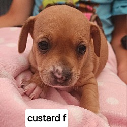 Thumbnail photo of Custard #1