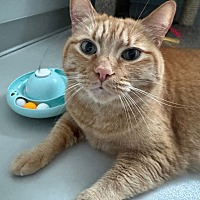adopt a pet