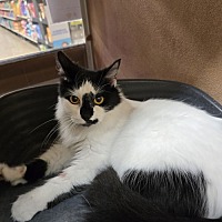 adopt a pet