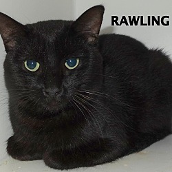 Thumbnail photo of Rawling-shiny! #3